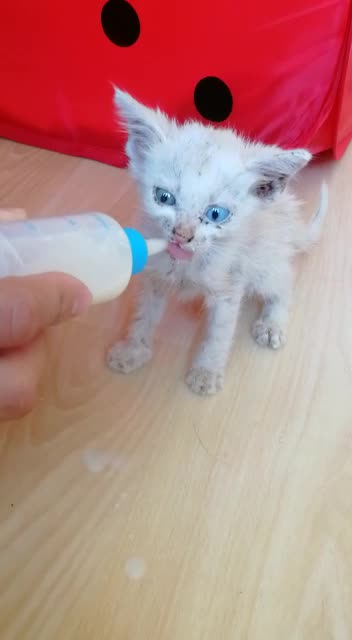 Kitten from the street