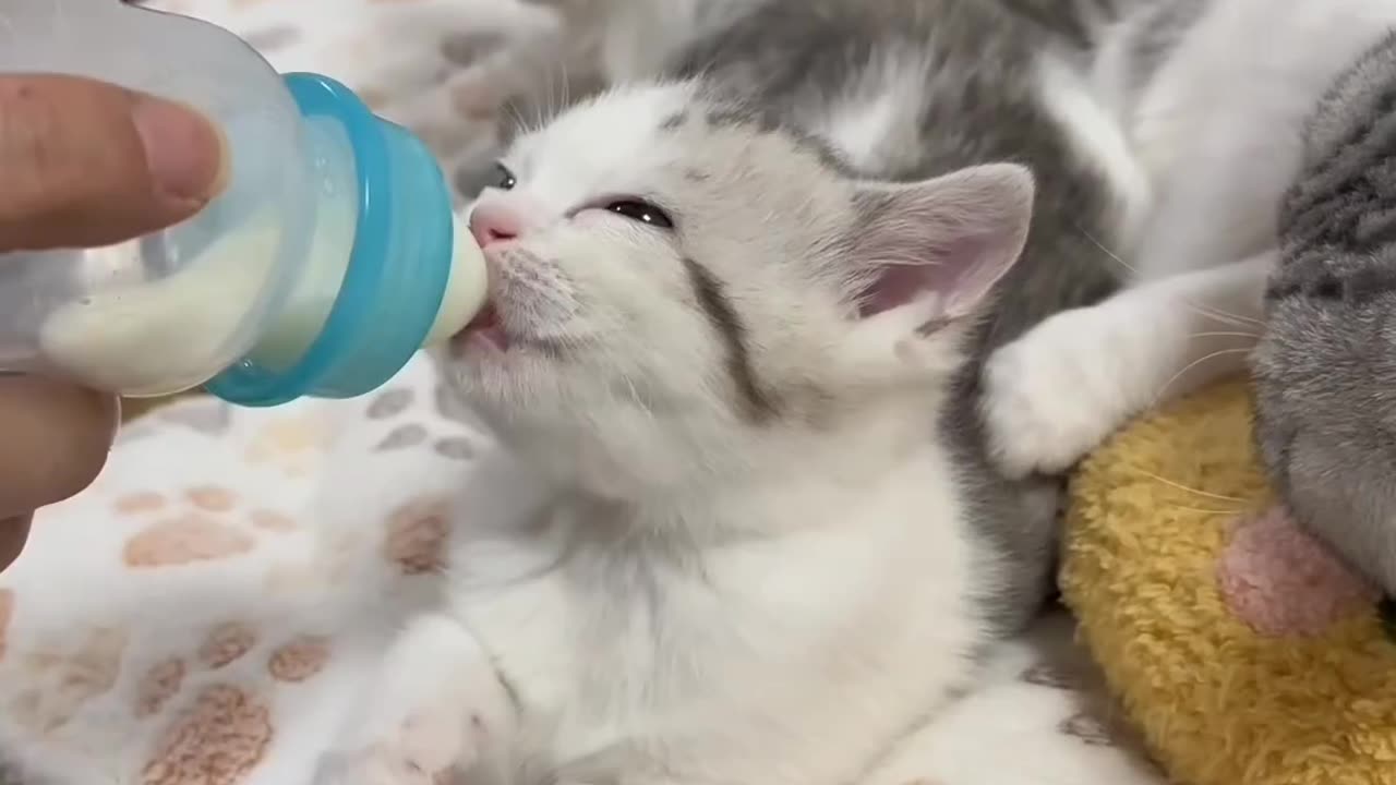 Beautiful cat is drinking milk with her mom.😲😲