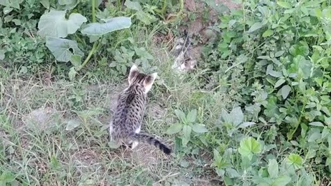 Cute little kittens are looking for something. Little Kittens are playing