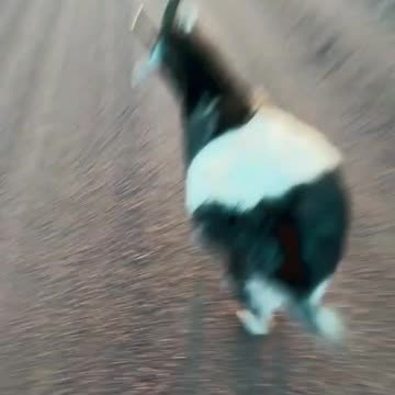 Try to keep up! 🐐🏃‍♂️💨