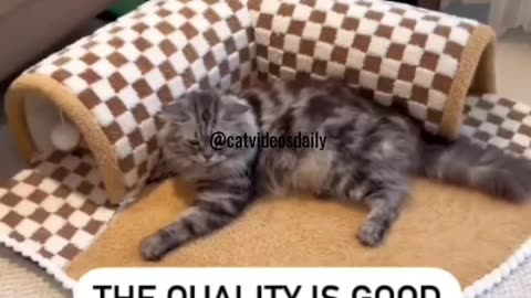 Funny Cat Moments