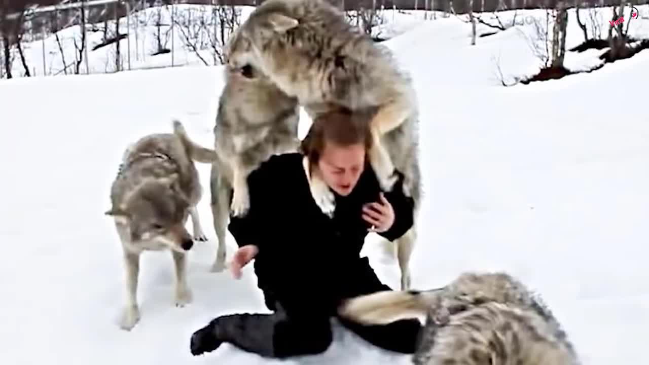 Woman Tries to Save Wolf - Doesn't Notice This!