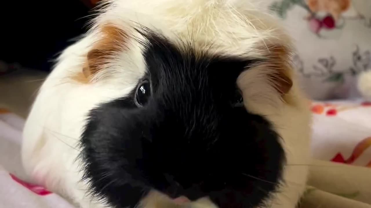 Eating Cucumber Is A Tough job. Cute Rabbit.