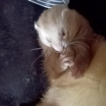Ever see a ferret use his little front feet so much?!?!?