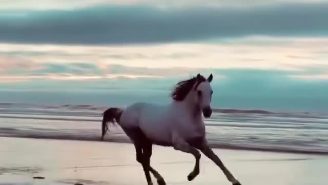 Caballo hermoso