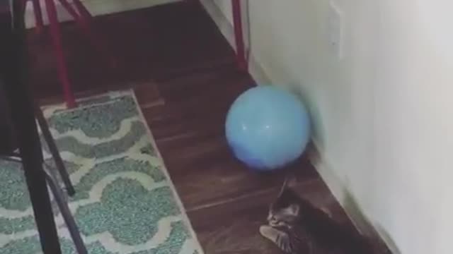 Cat plays with a tie dye ball