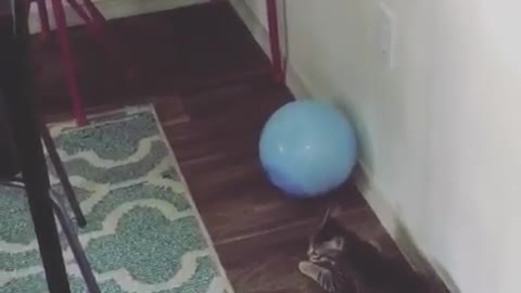 Cat plays with a tie dye ball