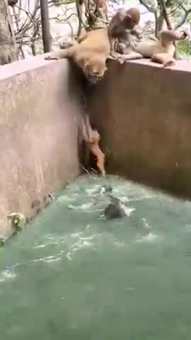 Crocodiles eat monkeys by the pond