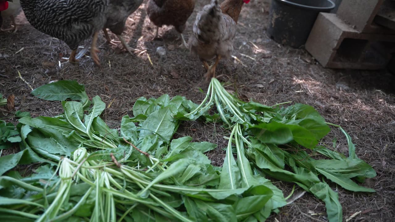 Hens get the last of the summer greens.