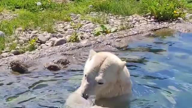 watch the bear swimming in the pool