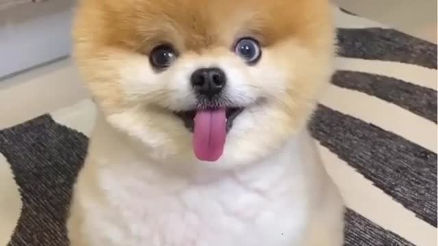 cute dog