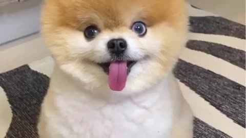 cute dog