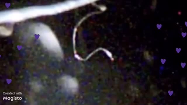 You can be a part of Morgie’s World TOO!