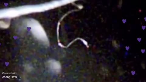 You can be a part of Morgie’s World TOO!