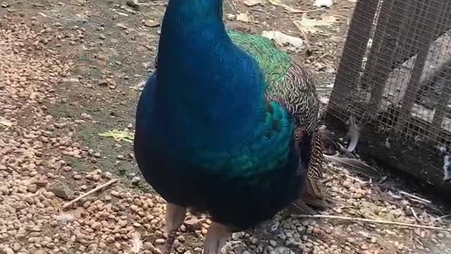 I hope this peacock can open its screen