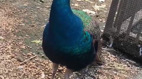 I hope this peacock can open its screen