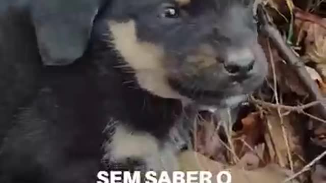 Essa pequena bebê tinha apenas alguns dias de vida e já estava abandonada no meio do nada