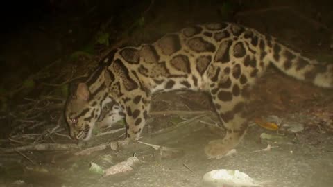 Spotting One of the World’s Rarest Cats | Expedition Tiger | BBC Earth