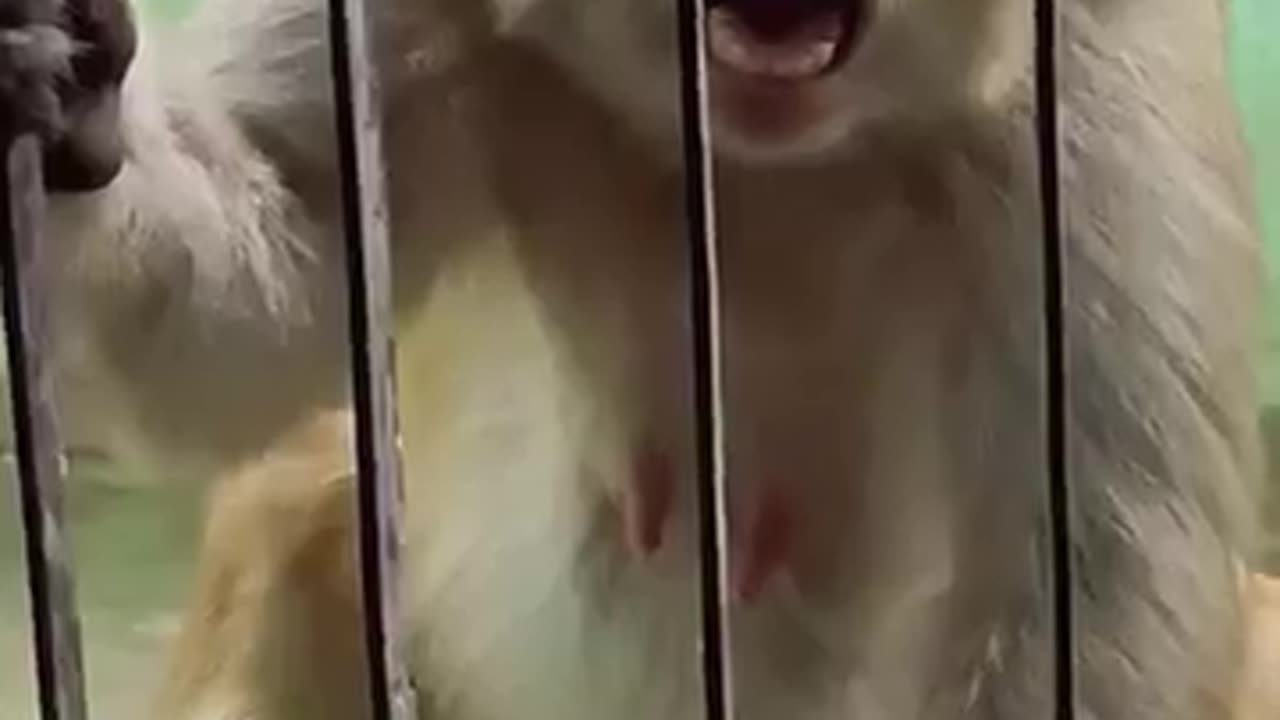 Monkey funny comedy video