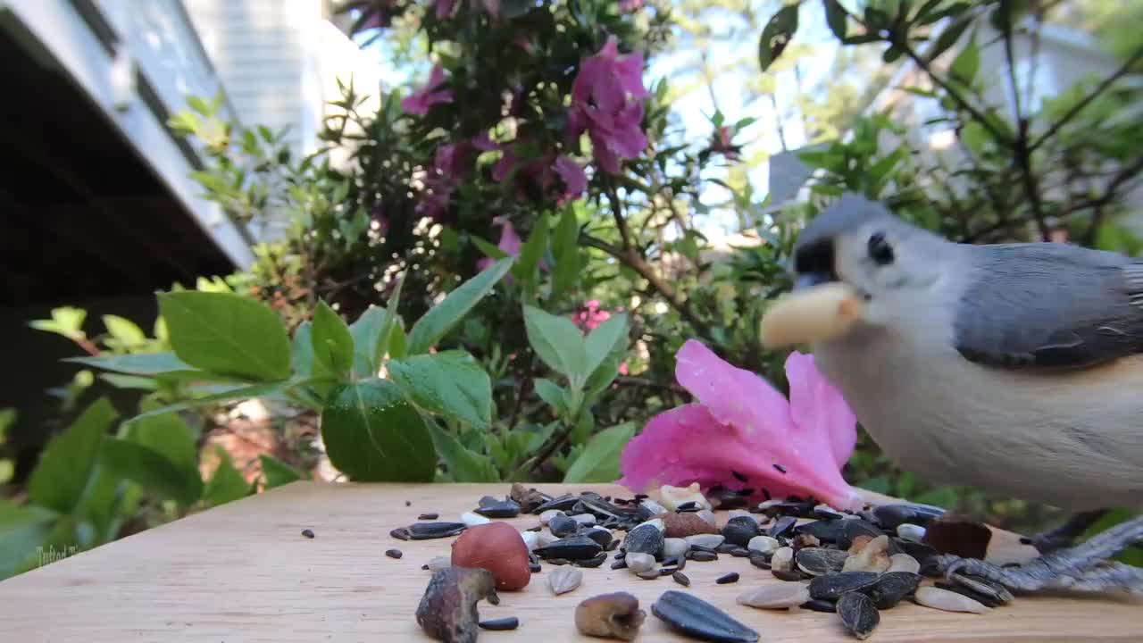 Tufted Titmouse calls other bird and peck seeds between his feet