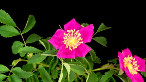 Pink flowers opening their petals on a black background