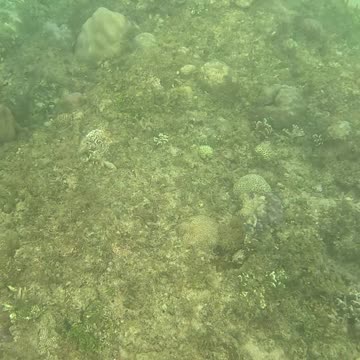 Snorkeling Adventures Philippines. A lot of nice new corals