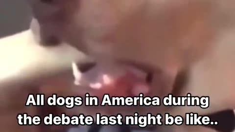 Dog's Response To Trump & Harris debate 😂