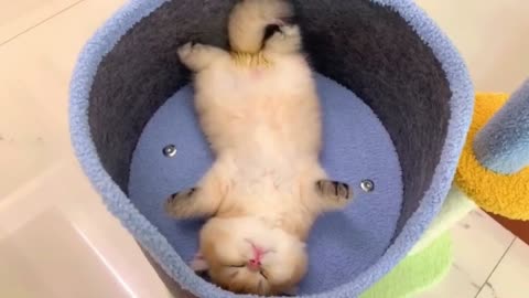 Do you like this cute kitten？