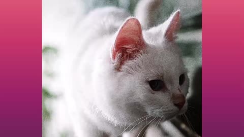 Cut cat