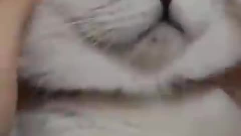 CAT FUNNY Reel 😄😄😂- raju gyawali