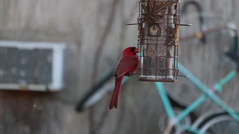 Bird Perched on a Bird Feeder