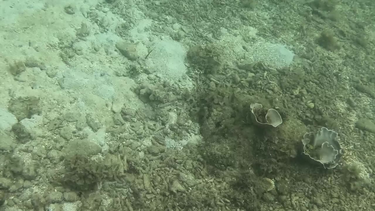 Snorkeling Adventures Philippines. Beautiful starfish and lots of fish 🐡🐠