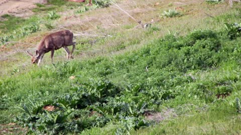 Deer grazign in the morning light