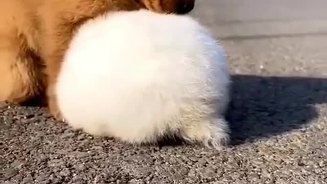 Simple cute video offer a puppy and a rabbit