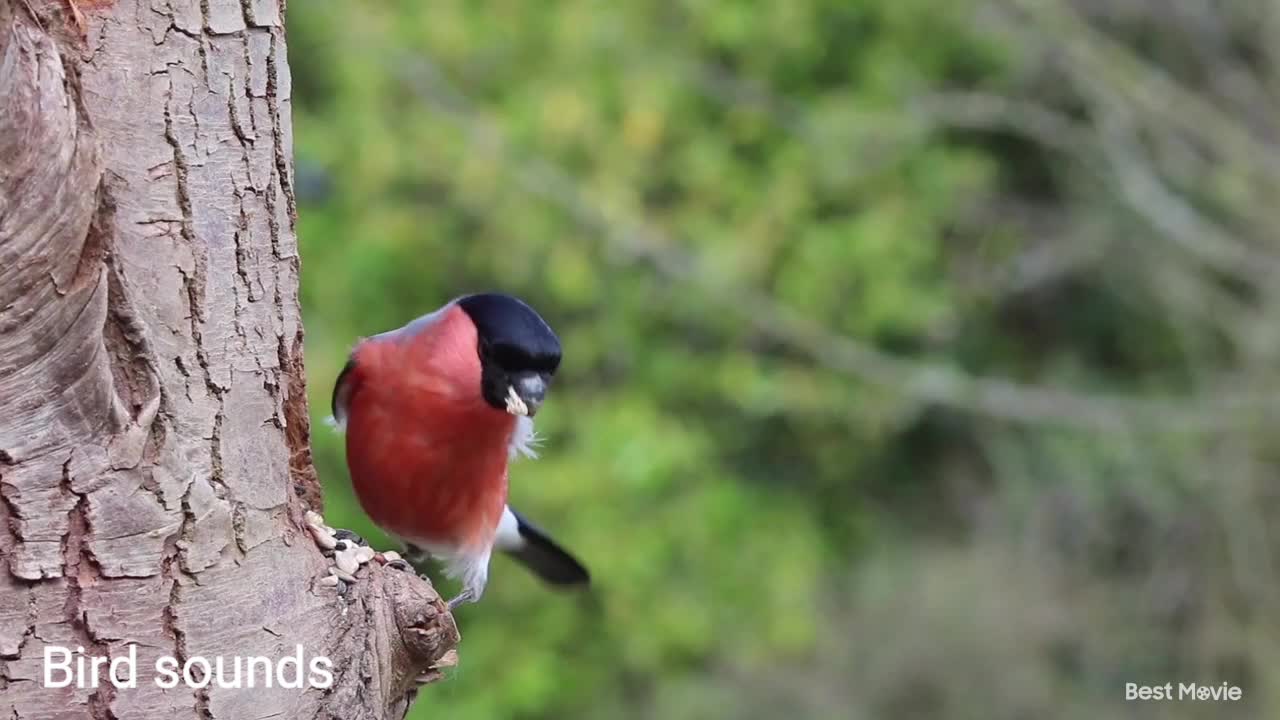 Relaxing with bird songs