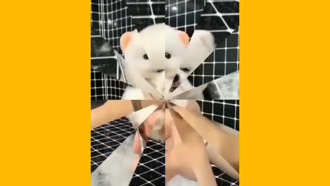 Satisfying and Cute Dog hair cut 😍 🥰