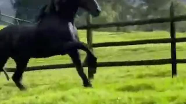 Majestic Black Horse Running with dog Video #shorts