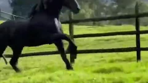 Majestic Black Horse Running with dog Video #shorts