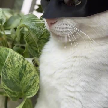 When Your cat became a Batcat