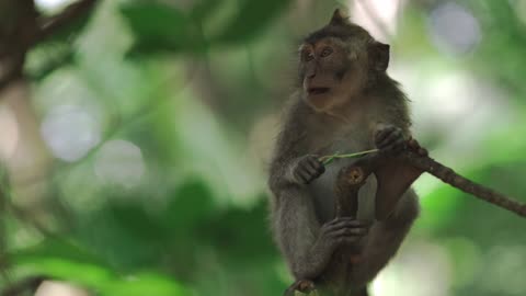 Animal#bird#monkey#nature#