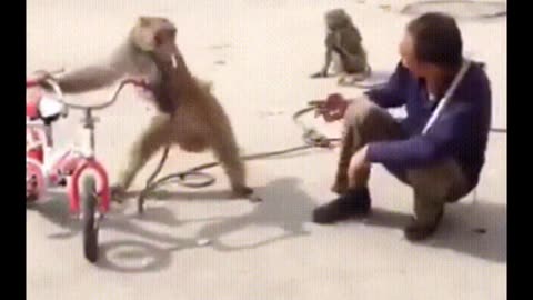 Funny Monkey