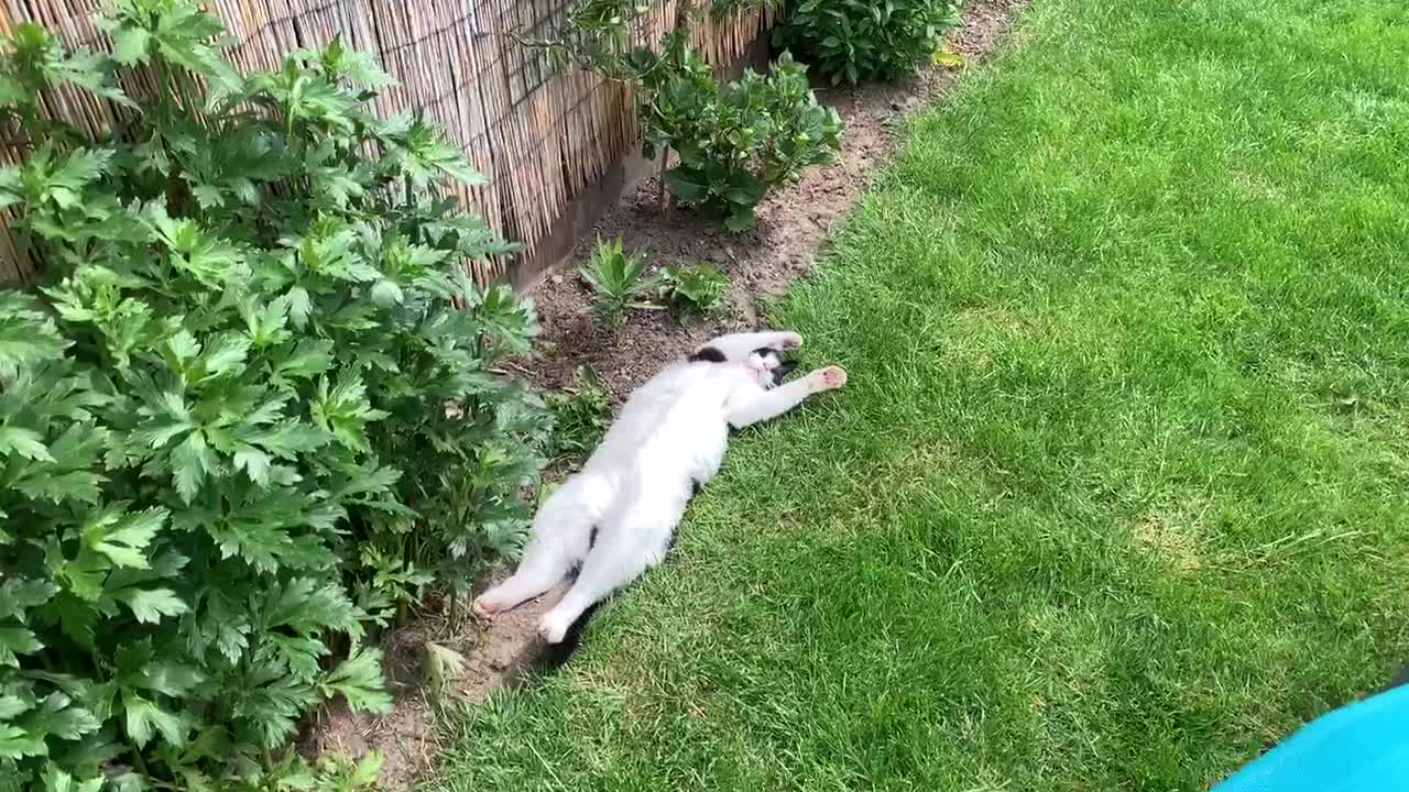 You'll never be as relaxed as this cat right here