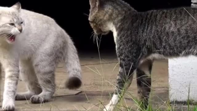 Two Real Cats FIGHT!!!!! 😲