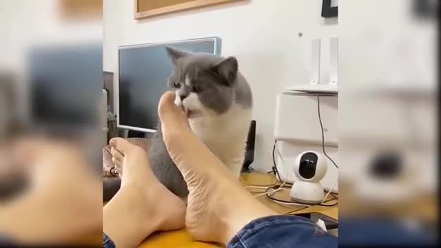kittens doing what they like