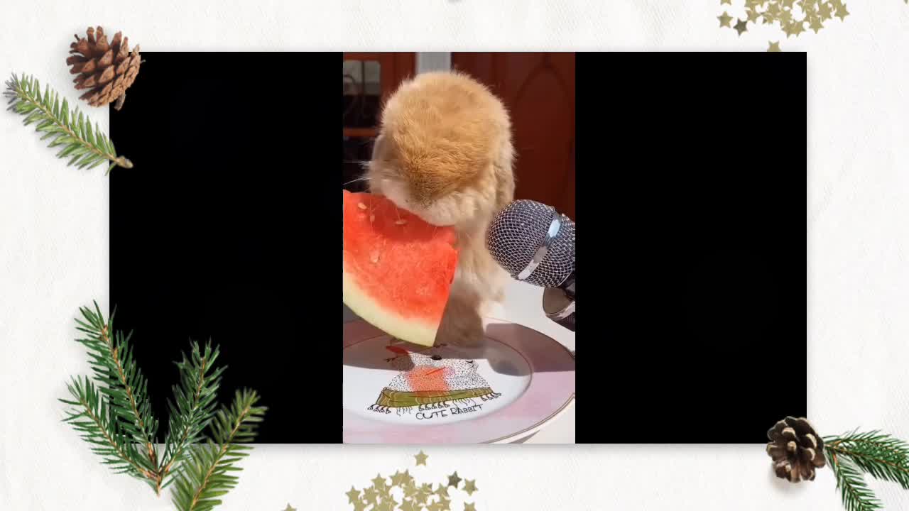 Babby rabbit eating watermelon