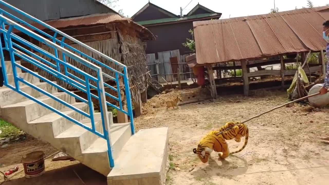 Wow Must Watch! Fake Tiger Prank Dog Run So Funny Comedy Video