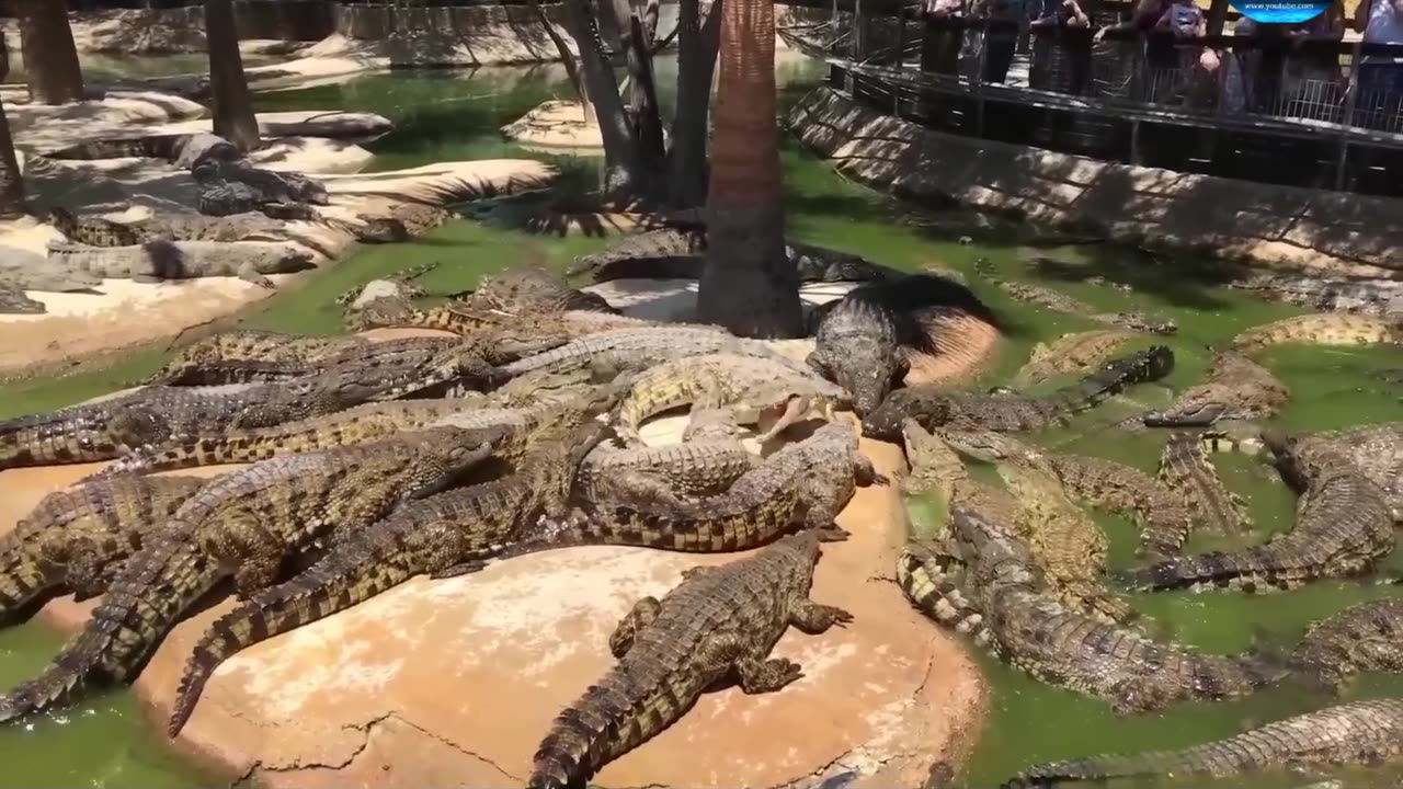 Tiger and crocodile fight funny and amazing video watching