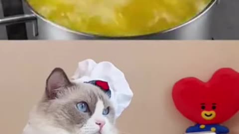 Funny and cute cat video