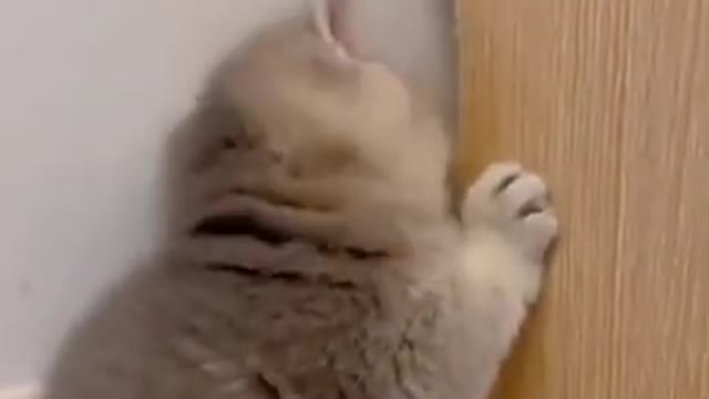 Cute kitten funny video