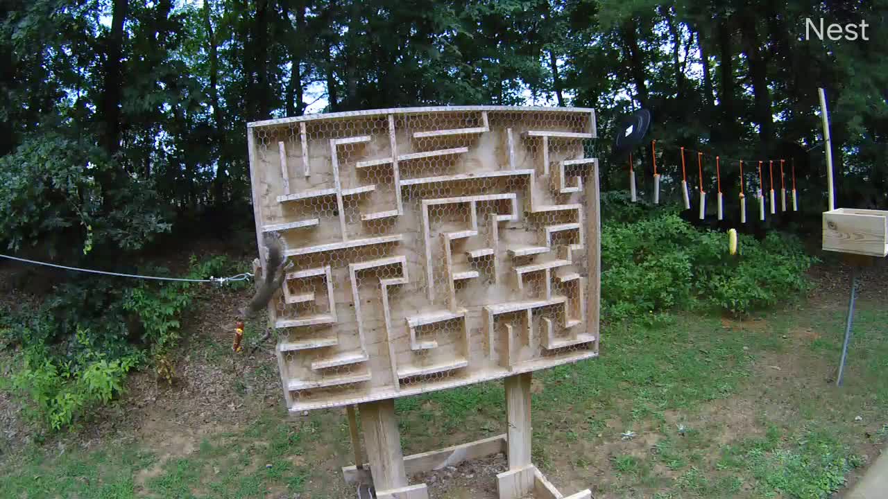 I Built a Squirrel Maze in my Backyard